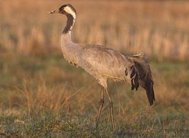 Foto: Common crane