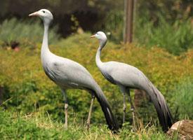 Foto: Blue crane