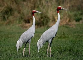 Foto: Sarus crane