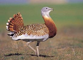 Foto: Great bustard