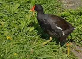 Foto: Common moorhen