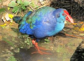 Foto: Western swamphen