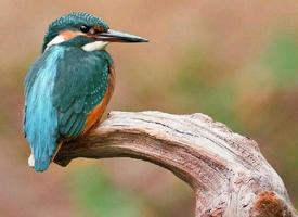 Foto: Common kingfisher