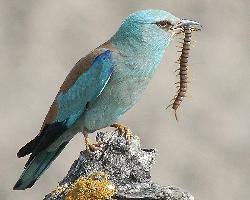 Foto: European roller