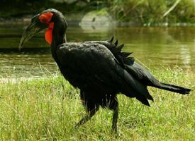 Foto: Southern ground hornbill