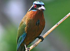 Foto: Amazonian motmot