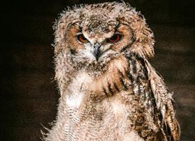 Foto: Great grey owl