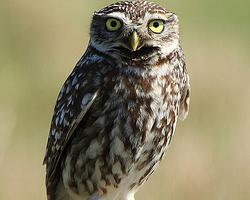 Foto: Little owl