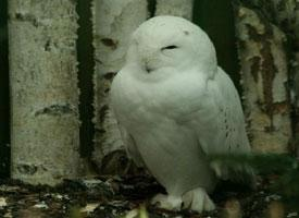 Foto: Snowy owl