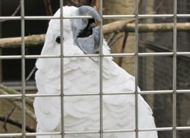 Foto: White cockatoo