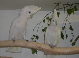 Foto: Solomons cockatoo