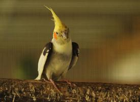 Foto: Cockatiel