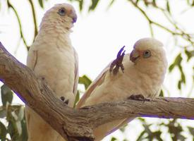 Foto: Little corella