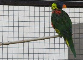 Foto: Coconut lorikeet