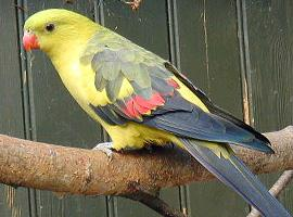 Foto: Regent parrot