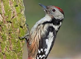 Foto: Middle spotted woodpecker