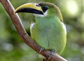 Foto: Emerald toucanet