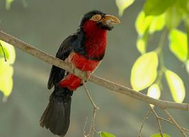 Foto: Bearded barbet