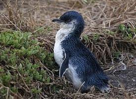 Foto: Little penguin