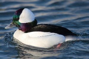 Foto: Bufflehead