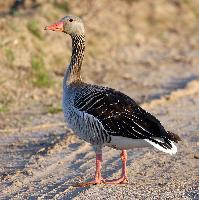 Foto: Greylag goose