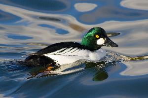 Foto: Common goldeneye