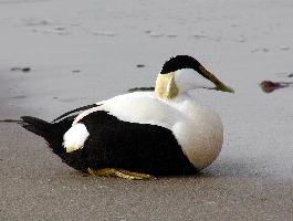 Foto: Common eider