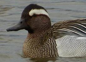 Foto: Garganey