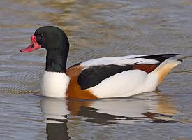 Foto: Common shelduck