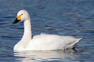 Foto: Tundra swan