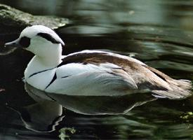 Foto: Smew