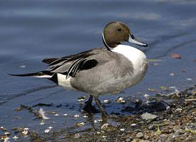 Foto: Pintail