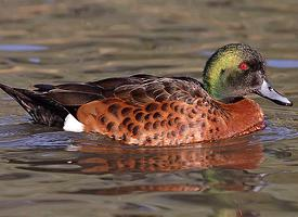 Foto: Chestnut teal