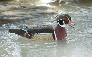 Foto: Wood duck