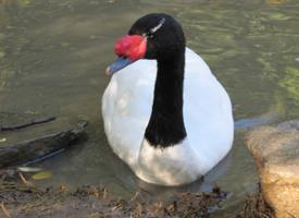 Foto: Łabędź czarnoszyi