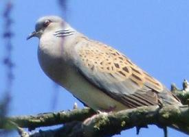 Foto: European turtle dove