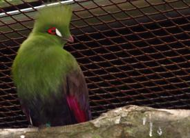 Foto: Guinea turaco