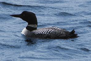 Foto: Common loon