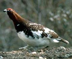 Foto: Willow ptarmigan