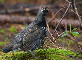 Foto: Spruce grouse