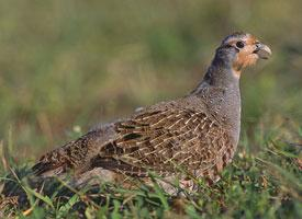 Foto: Grey partridge