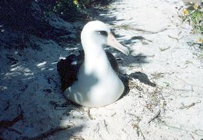 Foto: Laysan albatross