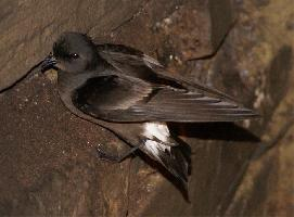 Foto: European storm petrel