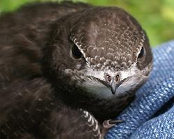 Foto: Common swift