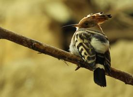 Foto: Eurasian hoopoe