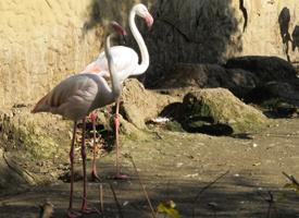 Foto: Greater flamingo