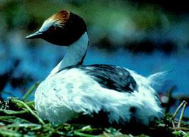 Foto: Hooded grebe