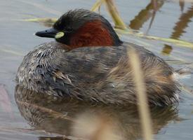 Foto: Little grebe