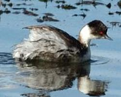 Foto: Silvery grebe