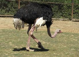 Foto: Common ostrich